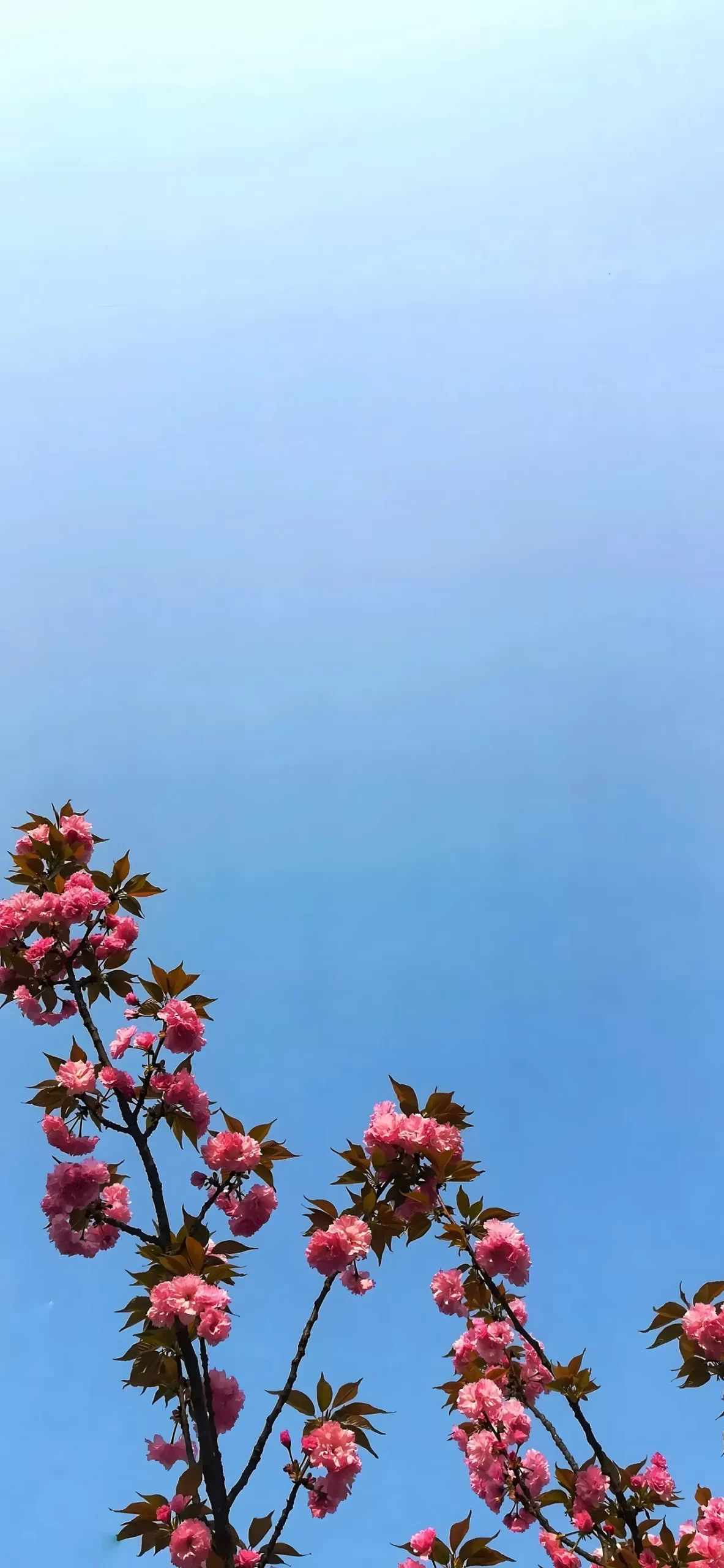 精选壁纸 | 春风吹海棠插图8